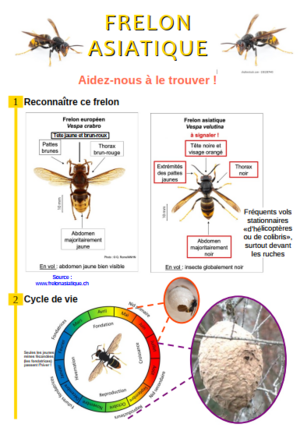 frelon