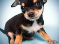 Modification du registre des chiens